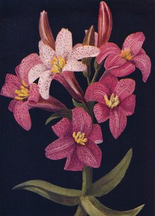 'Ruby Lily',  c1915, (1915). Artist: Emma Graham Clock.