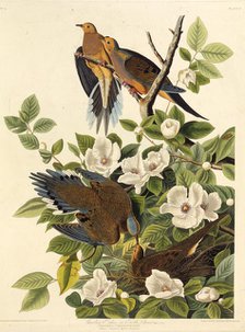 Carolina pigeon or Carolina turtledove. From "The Birds of America", 1827-1838. Creator: Audubon, John James (1785-1851).