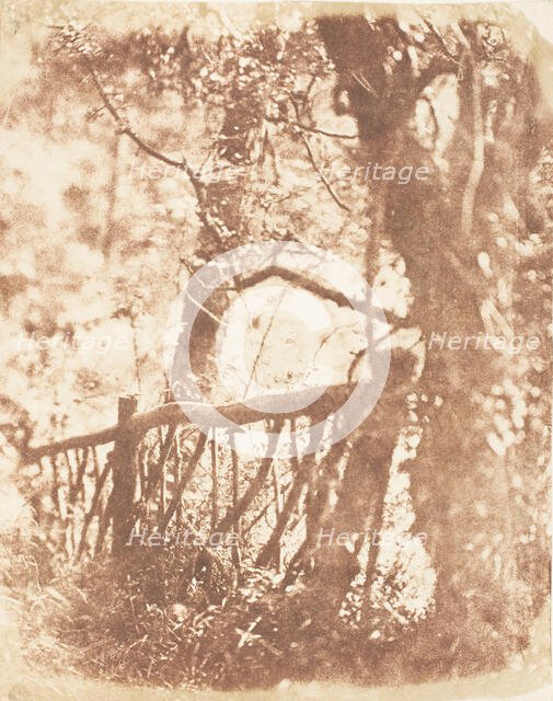 Tree at Colinton, 1843-47. Creators: David Octavius Hill, Robert Adamson, Hill & Adamson.