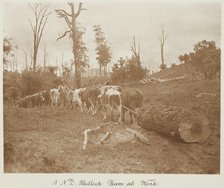 A N.Z. bullock team at work. From the album: Record Pictures of New Zealand, 1920s. Creator: Harry Moult.