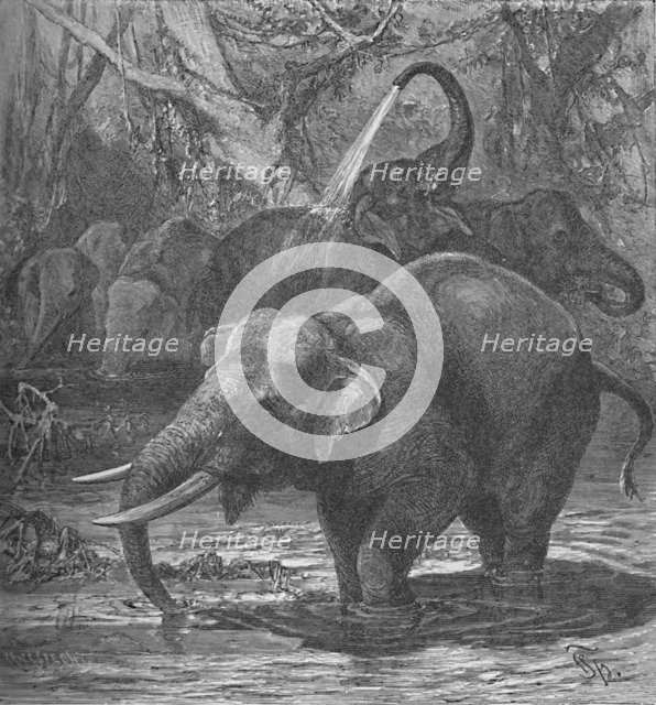 'Indian Elephants Bathing', c1900. Artist: Helena J. Maguire.