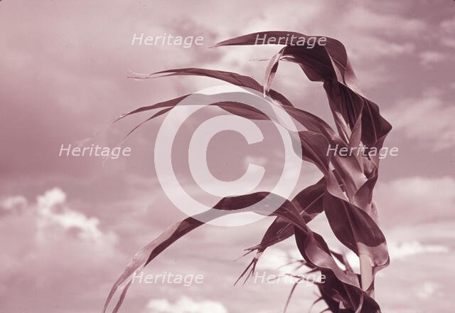 Corn near Muskogee, Oklahoma, 1939 or 1940. Creator: Russell Lee.