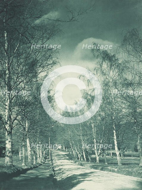 Beeches and birches, Rotorua. From the album: Camera pictures of New Zealand, 1920s. Creator: Harry Moult.