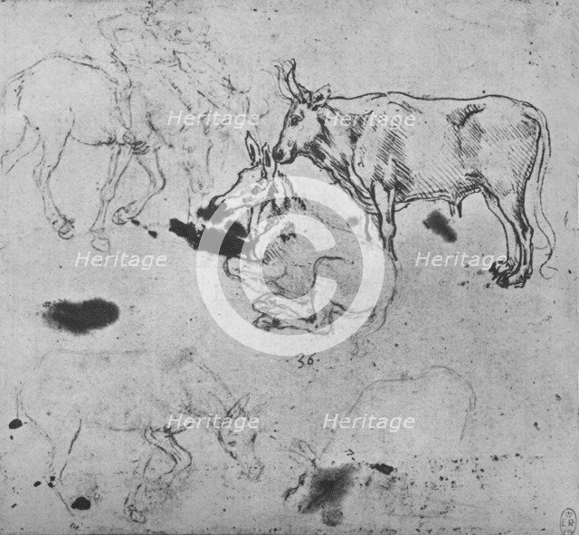 'Studies of Asses and of an Ox', c1480 (1945). Artist: Leonardo da Vinci.