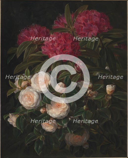 Camellias and rhododendrons, 1852. Creator: Johan Laurentz Jensen.