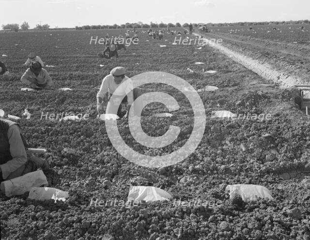 Mexican gang of migratory laborers under a Japanese field boss, Imperial Valley, California, 1937. Creator: Dorothea Lange.