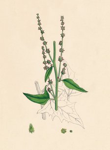 'Atriplex Smithii. Smith's Orache', 19th Century. Artist: Unknown.