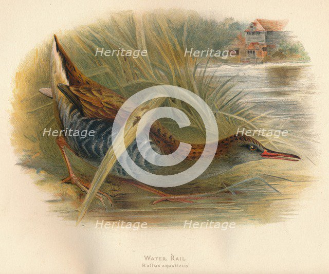 'Water Rail (Rallus aquaticus)', 1900, (1900). Artist: Charles Whymper.