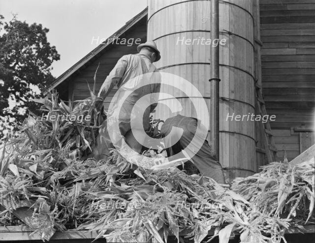 Cooperating farmers feeding corn from the wagon..., Yamhill County, Oregon, 1939. Creator: Dorothea Lange.