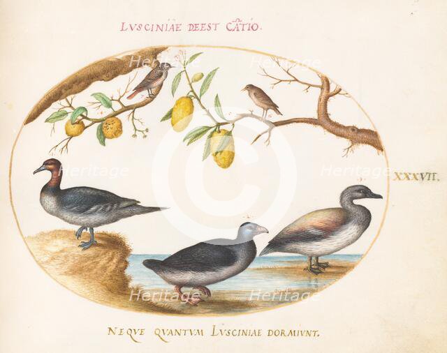 Animalia Volatilia et Amphibia (Aier): Plate XXXVII, c. 1575/1580. Creator: Joris Hoefnagel.