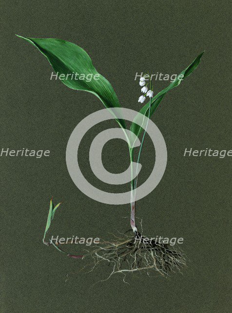 Convallaria majalis (Lily of the Valley), c1870-1920. Creator: Harold Drinkwater.