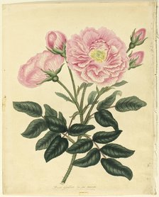 French Rose, 1806. Creator: Henry C Andrews.