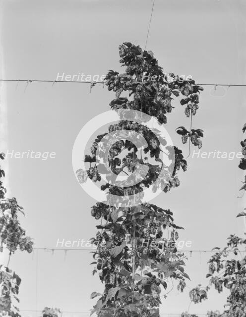 Untitled, between 1935 and 1942. Creator: Dorothea Lange.