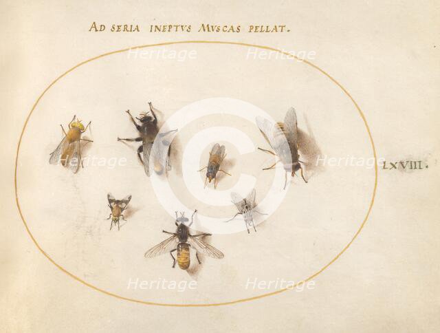 Plate 68: Seven Bees and Flies, c. 1575/1580. Creator: Joris Hoefnagel.