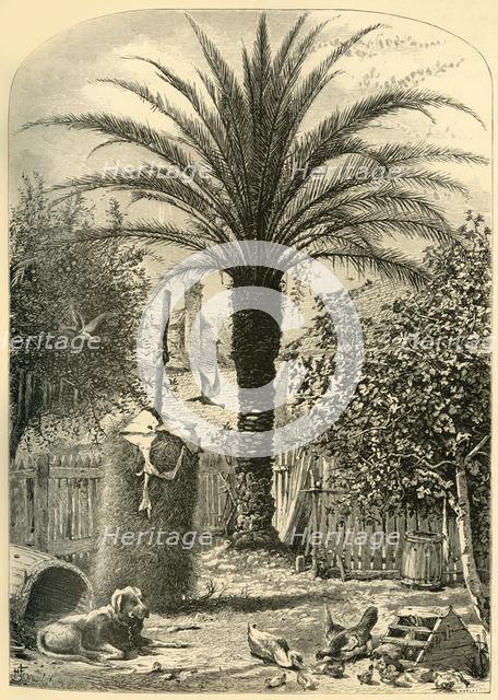 'Scene in St. Augustine - The Date Palm', 1872.  Creator: John J. Harley.