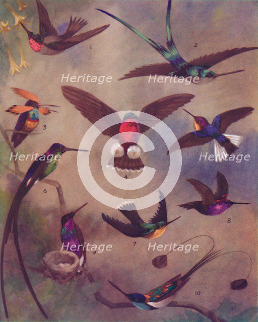 'The Marvellous Colour of Humming-Birds', 1935. Artist: Unknown.