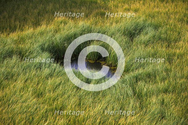 Grass. Creator: Tom Artin.