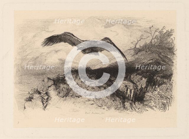 Aigle au vol. Creator: Karl Bodmer.