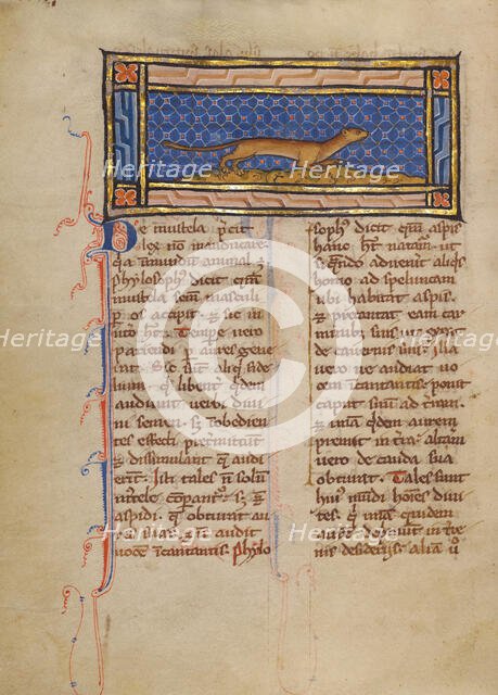 A Weasel; Bestiary, about 1270. Creator: Unknown.