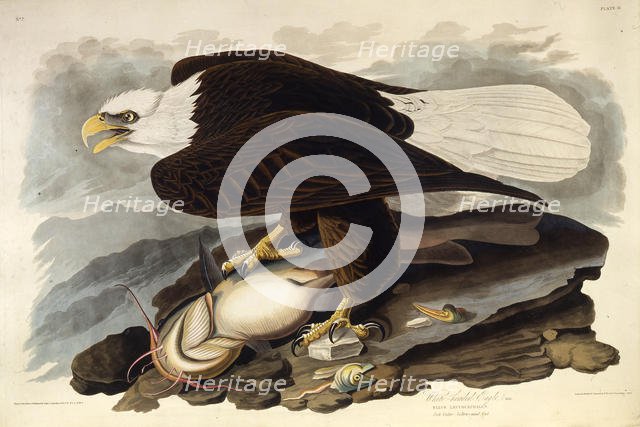 The bald eagle. From "The Birds of America", 1827-1838. Creator: Audubon, John James (1785-1851).
