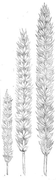 Hallett's pedigree nursery wheat, 1862. Creator: Unknown.