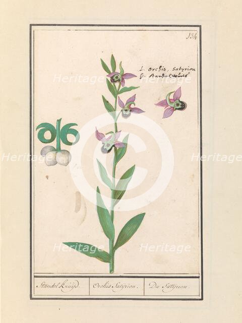 Laughing Bumblebee Orchid (Ophrys bombyliflora) and anemonen (Anemone), 1596-1610. Creators: Anselmus de Boodt, Elias Verhulst.