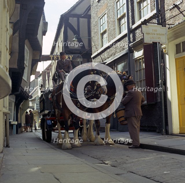Tetley shire horses in the Shambles, York, North Yorkshire, 1969. Artist: Michael Walters