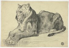 Lioness, n.d. Creator: Edwin Henry Landseer.
