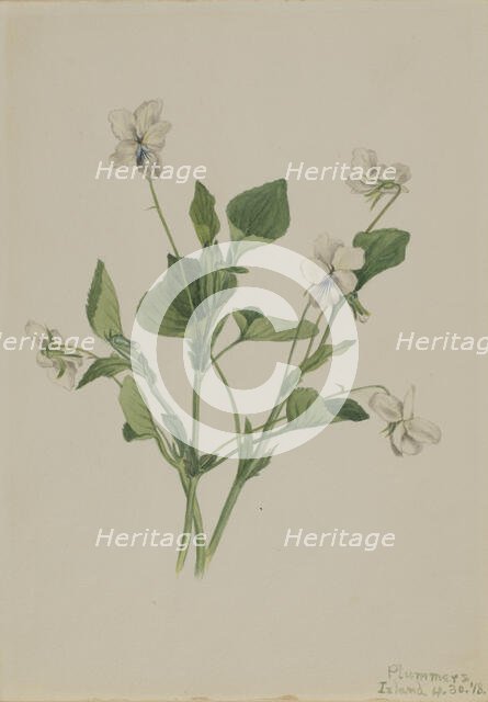 Cream Violet (Viola striata), 1918. Creator: Mary Vaux Walcott.
