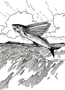 'The Flying Fish', 1912. Artist: Charles Robinson.