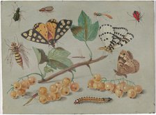 Study of Butterfly and Insects, c. 1655. Creator: Jan van Kessel.