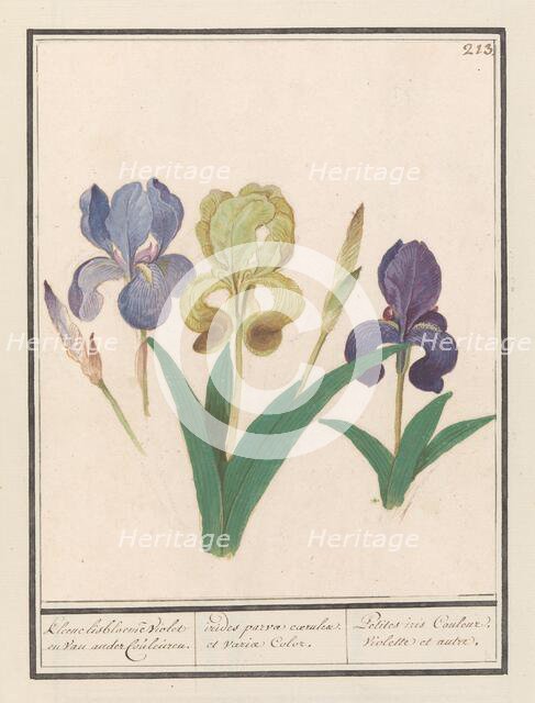 Purple iris (Iris germanica), 1596-1610. Creators: Anselmus de Boodt, Elias Verhulst.