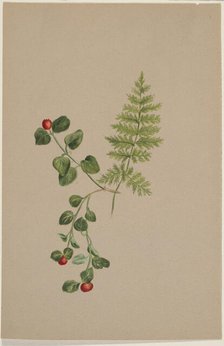 Partridgeberry (Mitchella repens), ca. 1883. Creator: Mary Vaux Walcott.