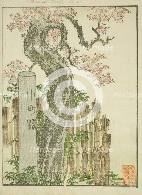 Komachi Cherry Tree (Komachi zakura), from the illustrated book "Picture Book of..., c. 1802. Creator: Hokusai.