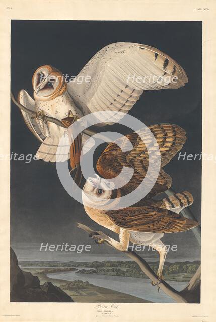 Barn Owl, 1833. Creator: Robert Havell.