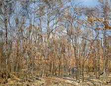 Beech forest, 1885-1894 . Creator: Hodler, Ferdinand (1853-1918).