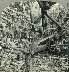 'The Eccentric Growth of Cocoa Pods, Dominica, British West Indies', c1930s. Creator: Unknown.