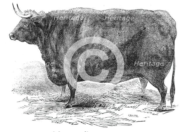 Mr Hudson's 3 years and 10 months old Hereford ox - prize £15, 1844. Creator: Smyth.
