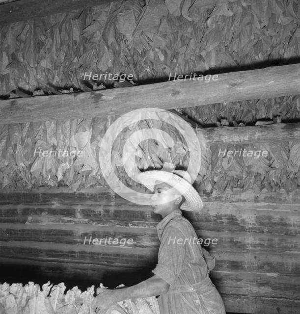 Son of sharecropper...hanging up strung tobacco inside barn, Shoofly, North Carolina, 1939. Creator: Dorothea Lange.