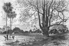 'Tree of Bats, Whydah; The Kingdom of Dahomey', 1875. Creator: Unknown.