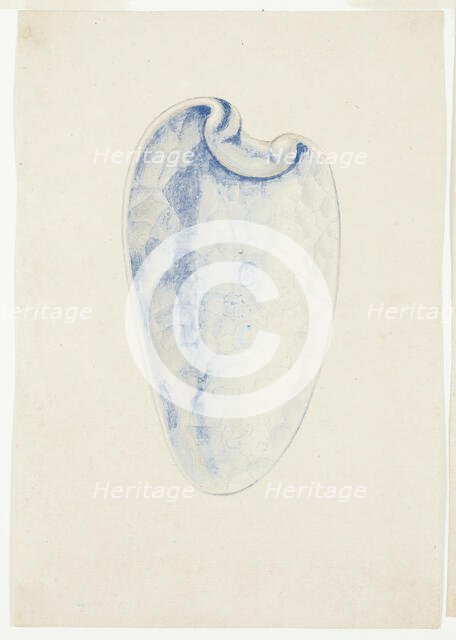 Overview of Lavender Elongated Shell, n.d. Creator: Giuseppe Grisoni.