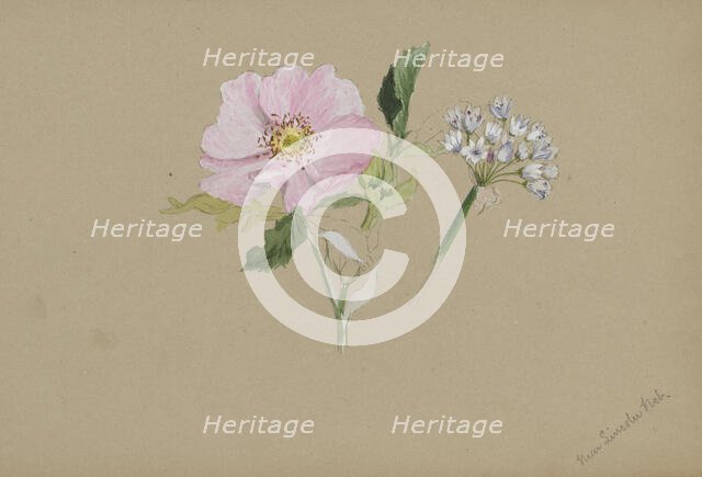 (Untitled--Flower Study), ca. 1876-1878. Creator: Mary Vaux Walcott.