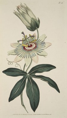 Passiflora Coerulea (Common Passion Flower), pub. 1786 (hand coloured engraving). Creator: English School (18th Century).