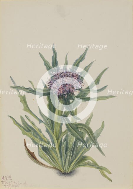 Saussurea (Saussurea densa), 1925. Creator: Mary Vaux Walcott.