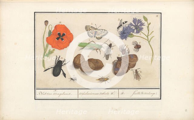 Natural History Ensemble (No. 11), 1596-1610. Creators: Elias Verhulst, Anselmus de Boodt.