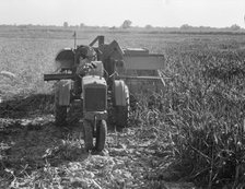 All-crop harvesting, Tulare County, California, 1938. Creator: Dorothea Lange.