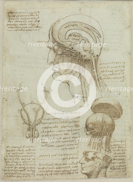 A manuscript sheet with anatomical drawings and notes, 1506-1508. Creator: Leonardo da Vinci (1452-1519).