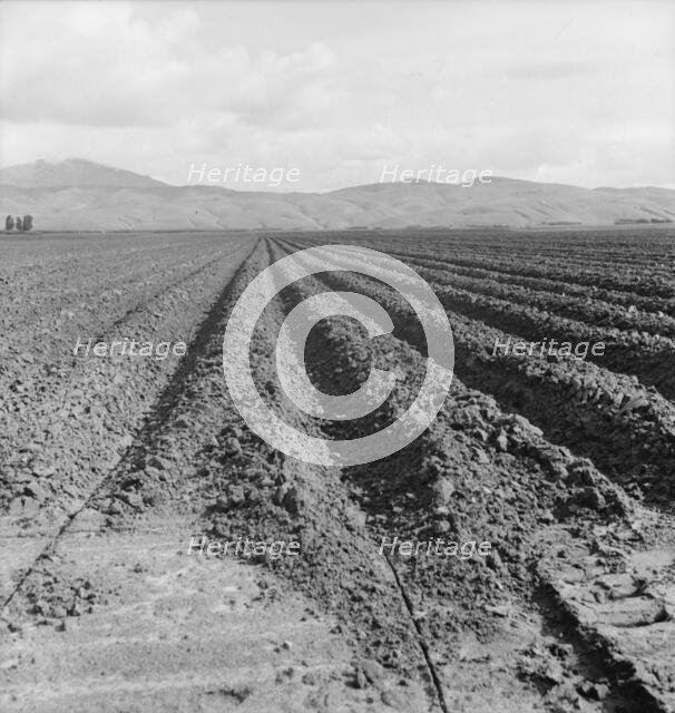 Freshly-plowed sugar beet field near King City,  scale of farm operations in California, 1936. Creator: Dorothea Lange.