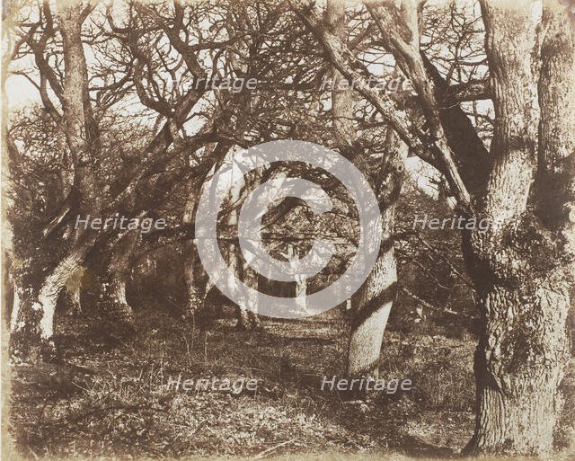 A Peep in Leigh Woods, 1853-56. Creator: James Knight.