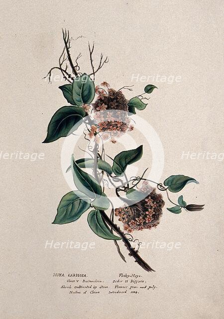 Wax plant (Hoya carnosa): flowering stem, (c1850?). Creator: Unknown.